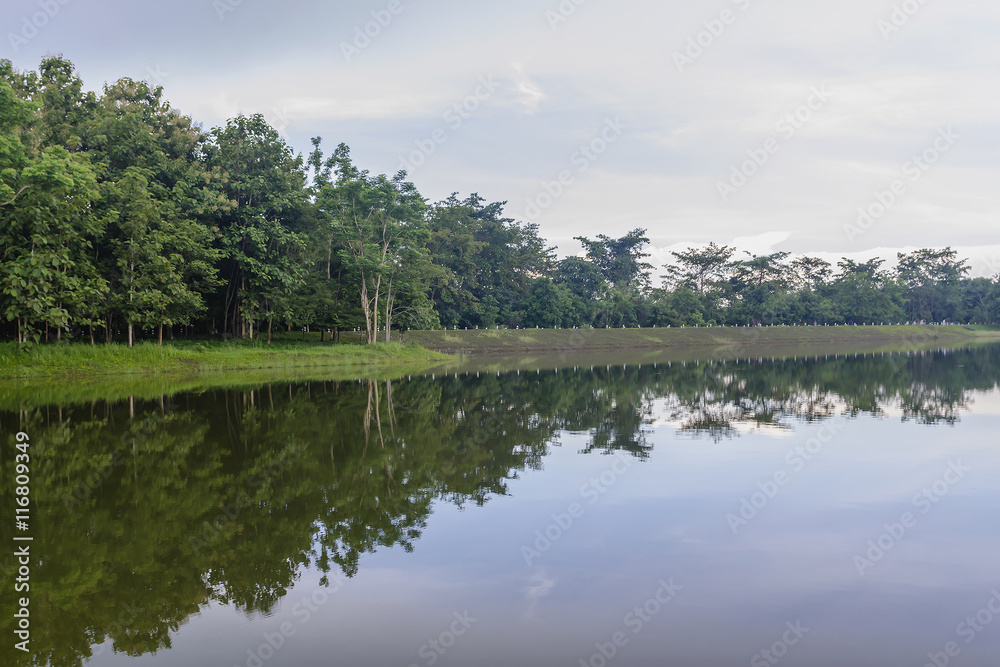 Forest background with reflection in the lake