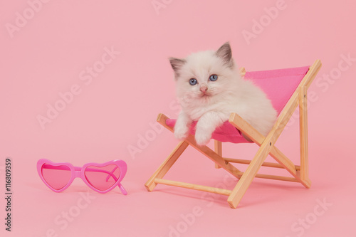 Fototapeta Naklejka Na Ścianę i Meble -  Cute rag doll baby cat in a pink summer chair with pink glasses on a pink background