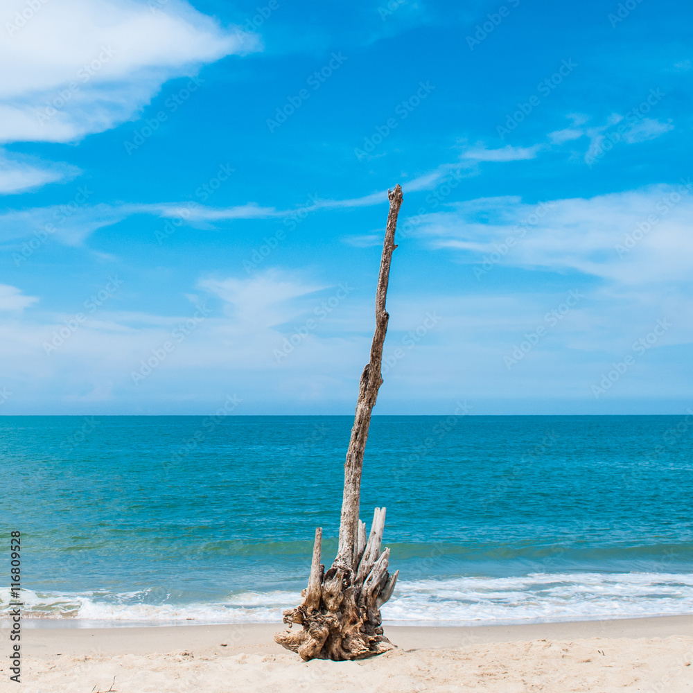 Fototapeta premium Deadwood on the beach.