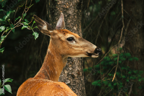 Deer in forest looking away, Glacier National Park, Montana