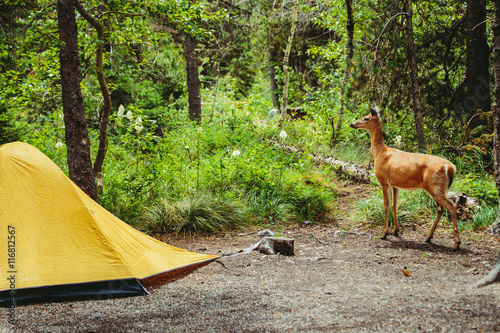 Deer by tent in forest, Glacier National Park, Montana