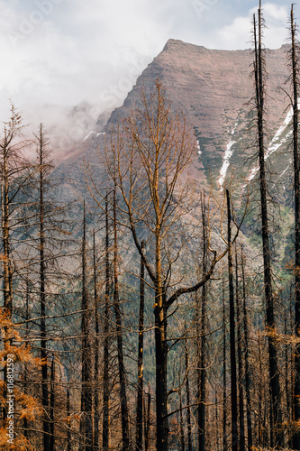 Burnt trees in aftermath of forest fire, Glacier National Park, Montana