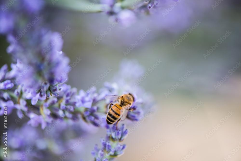 Bee on lavender taking nectar and pollen Bee on lavender taking nectar and pollen