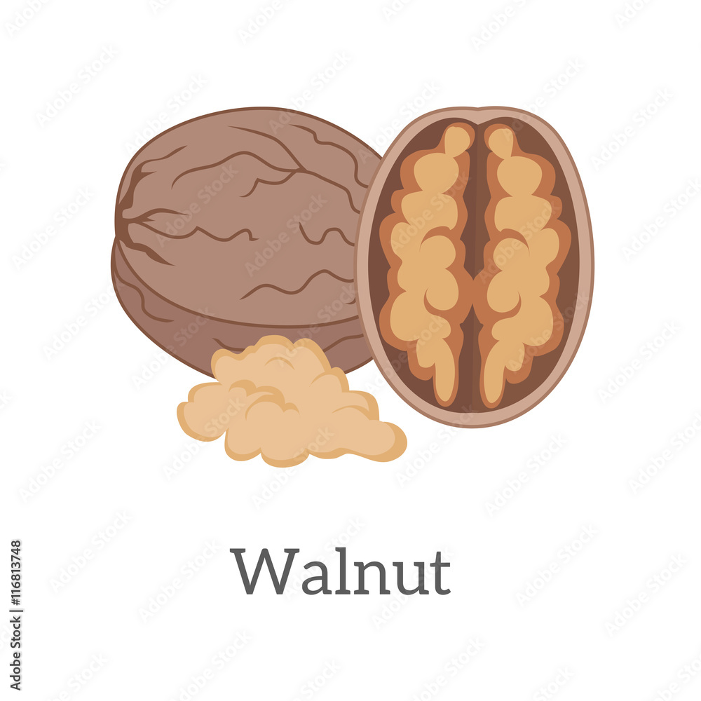 Walnut Vector Illustration in Flat Style Design Walnut Vector Illustration in Flat Style Design