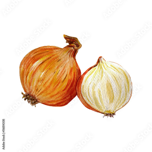 Wallpaper Mural Watercolor hand drawn onion Torontodigital.ca
