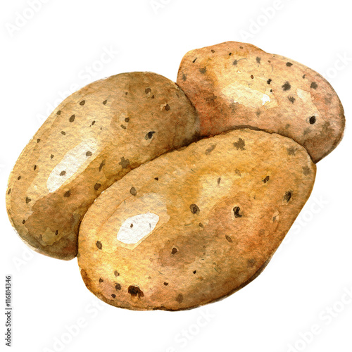Watercolor hand drawn potato