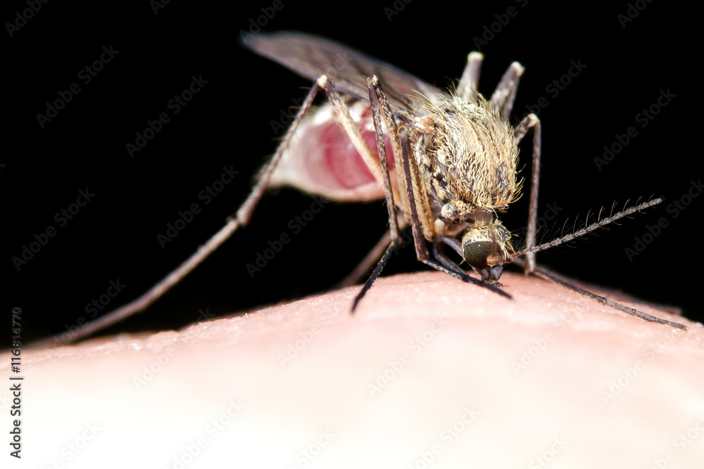 Naklejka premium Mosquito Sucking Blood. Close-up on a Black Background