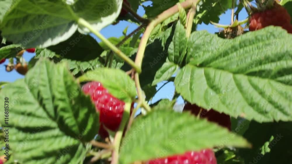 The branches with ripe raspberry berries in July The branches with ripe raspberry berries in July