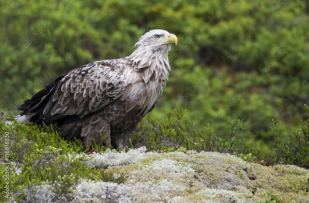 Fototapeta premium White tailed eagle