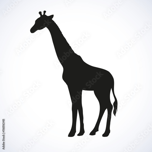 Giraffe. Vector drawing