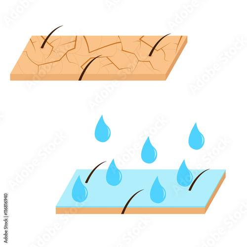 Skin hydration sectional view.
