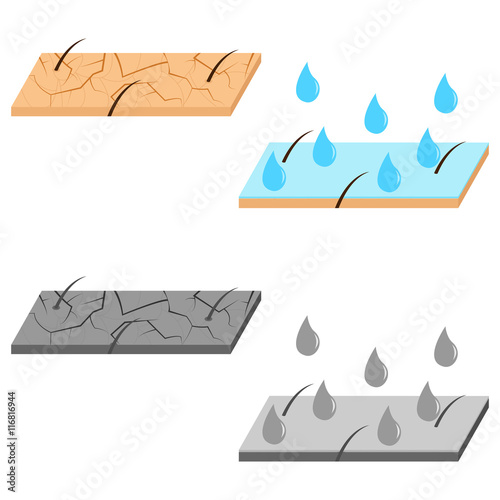 Skin hydration sectional view.