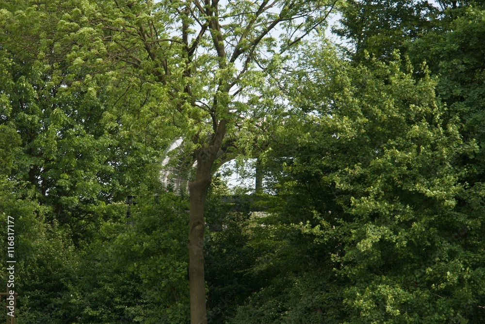 Fototapeta premium Wald