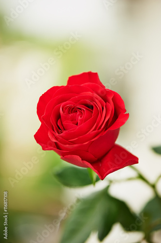 Blooming red Hybrid Tea rose on a green background. Climbing