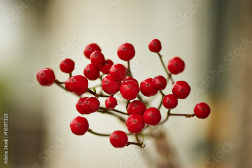 Red Hypericum berries for floral arrangements. Close