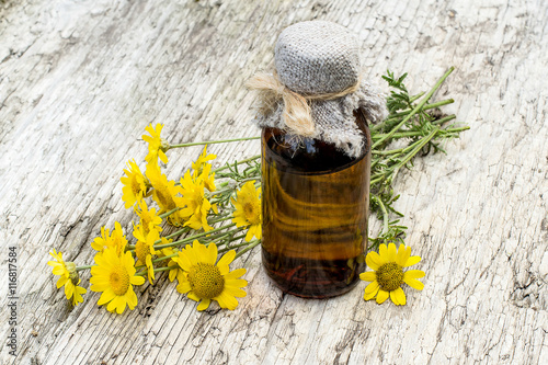 Cota tinctoria (Anthemis tinctoria) and pharmaceutical bottle photo