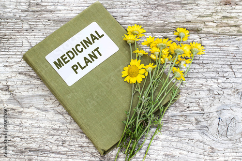 Cota tinctoria (Anthemis tinctoria) and directory medicinal plan photo