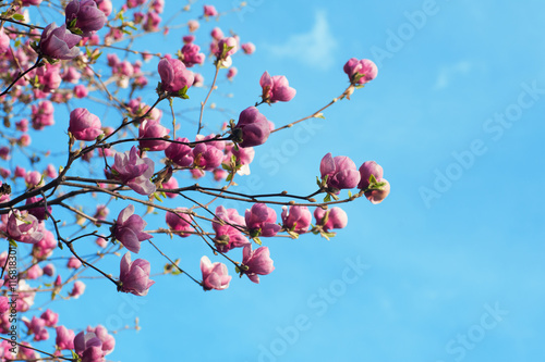 spring branch with pink flowers of apple