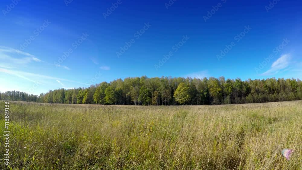 Beautiful, bright landscape - the wood behind a meadow Beautiful, bright landscape - the wood behind a meadow