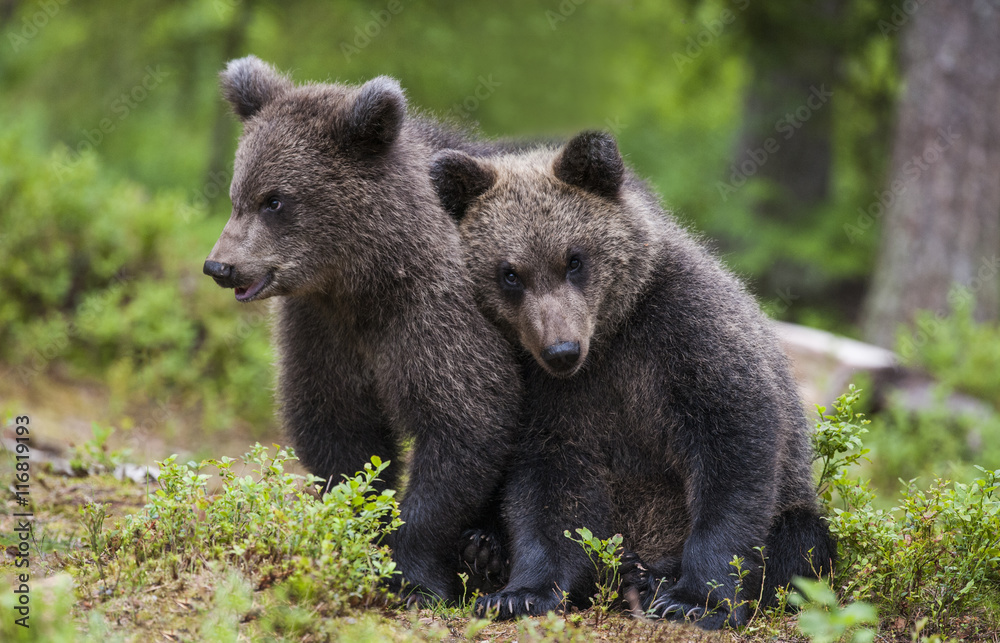 Bear cubs