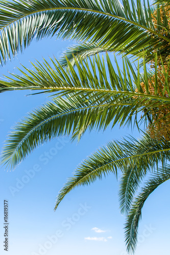 Palmenblätter auf der Sonnenliege beobachten