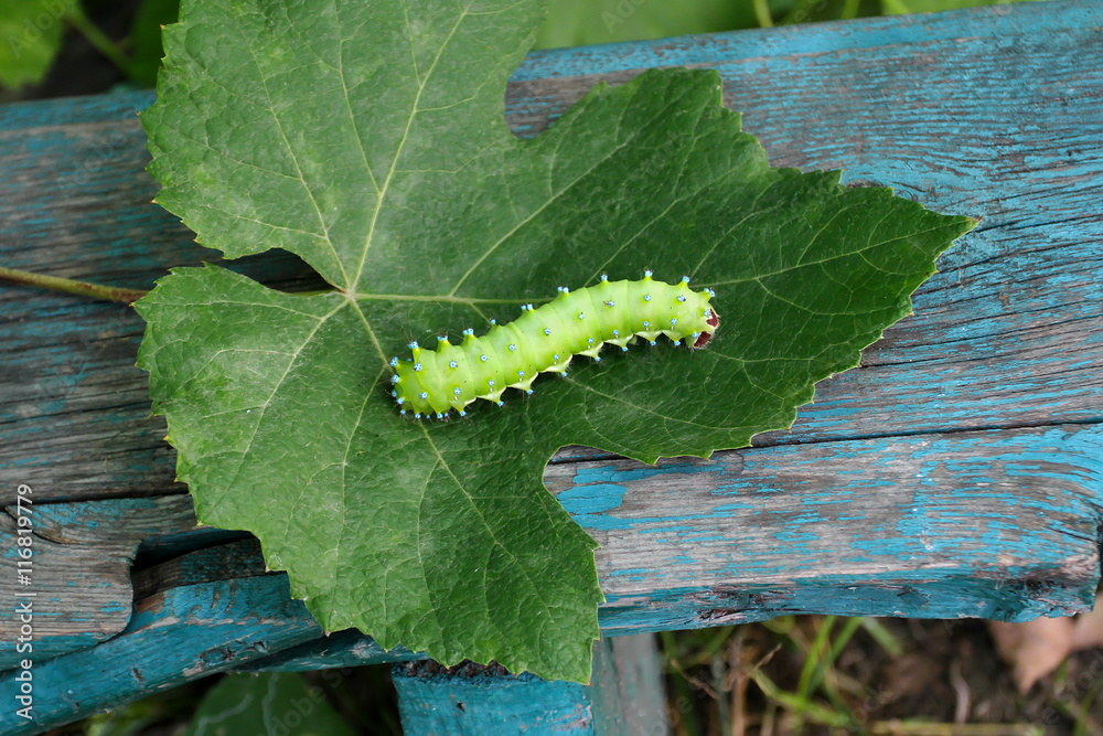 Naklejka premium Green caterpillar butterfly Saturnia pyri crawling on the grape