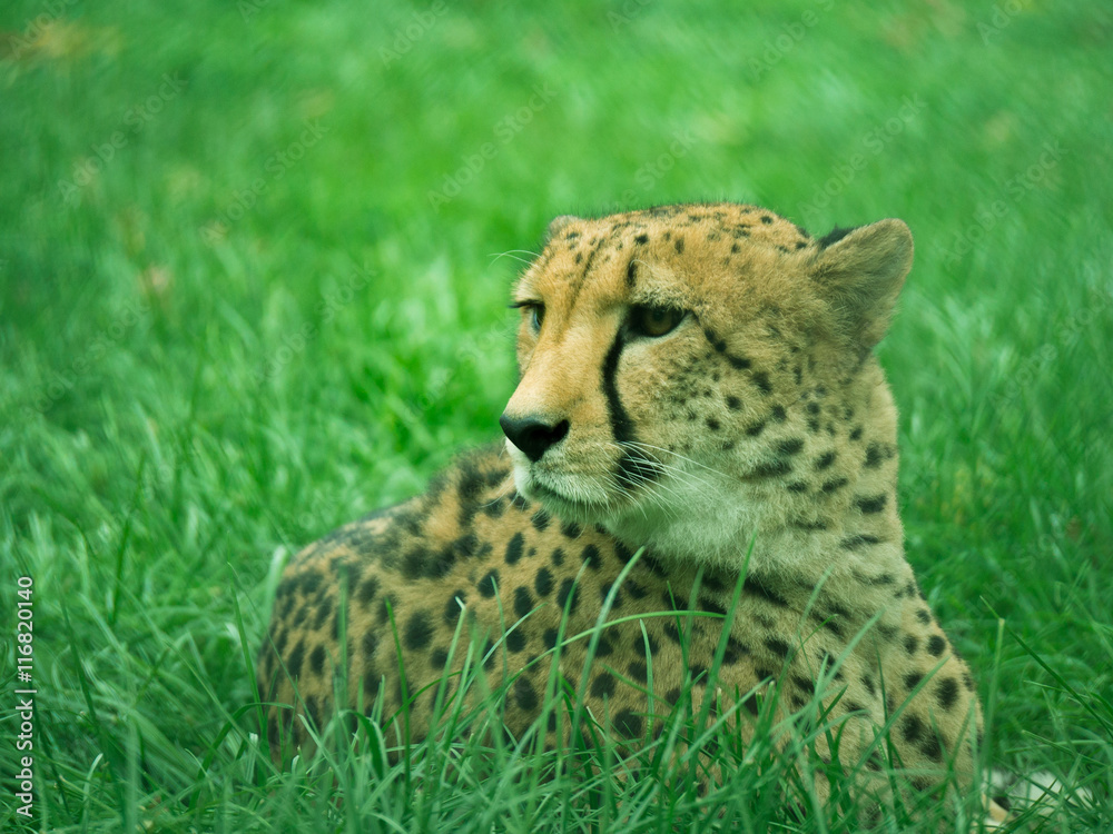 Toned image of lying cheetah closeup on a background of grass Toned image of lying cheetah closeup on a background of grass