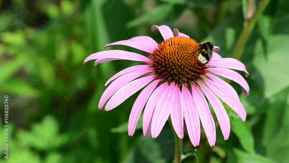 Distelfalter und Erdhummeln auf Sonnenhut - Blüte