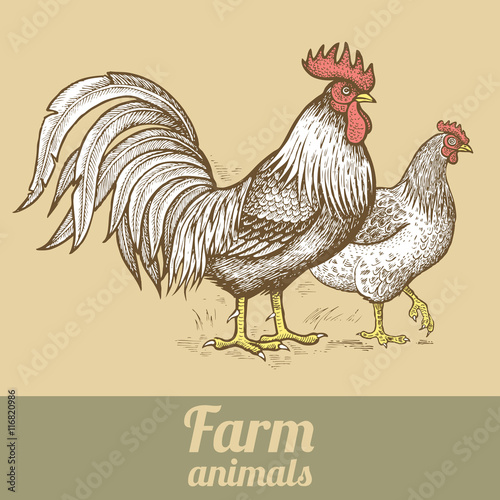 Farm poultry rooster and hen.