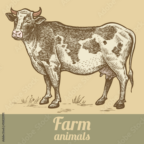 Farm animal cow.