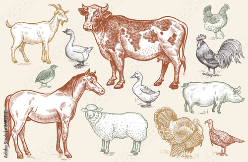 Goat, cow, horse, sheep, pig, goose, quail, duck, turkeys, roost