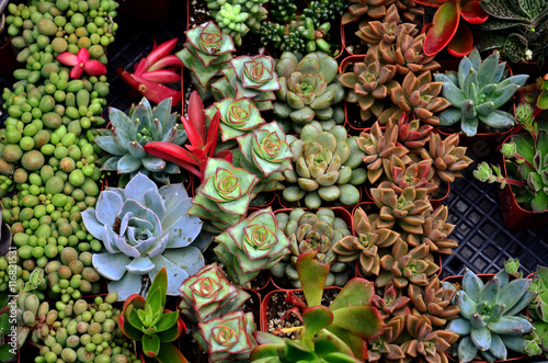 Small succulents in small pots