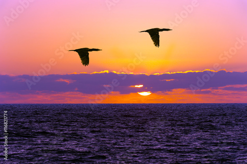 Birds Silhouettes Flying © mexitographer