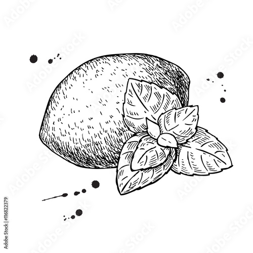 Vector lemons and mint. Isolated drawing on white background. Ha