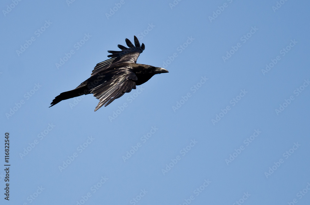 Common Raven Flying in a Blue Sky Common Raven Flying in a Blue Sky