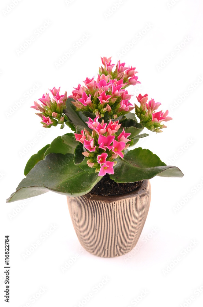 Flower in a pot Flower in a pot