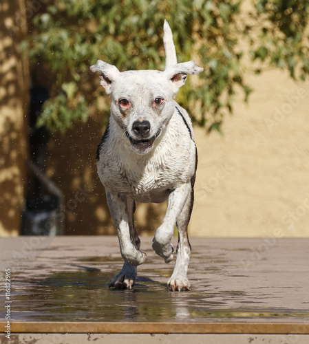 Dog running down a dock to jump in the pool