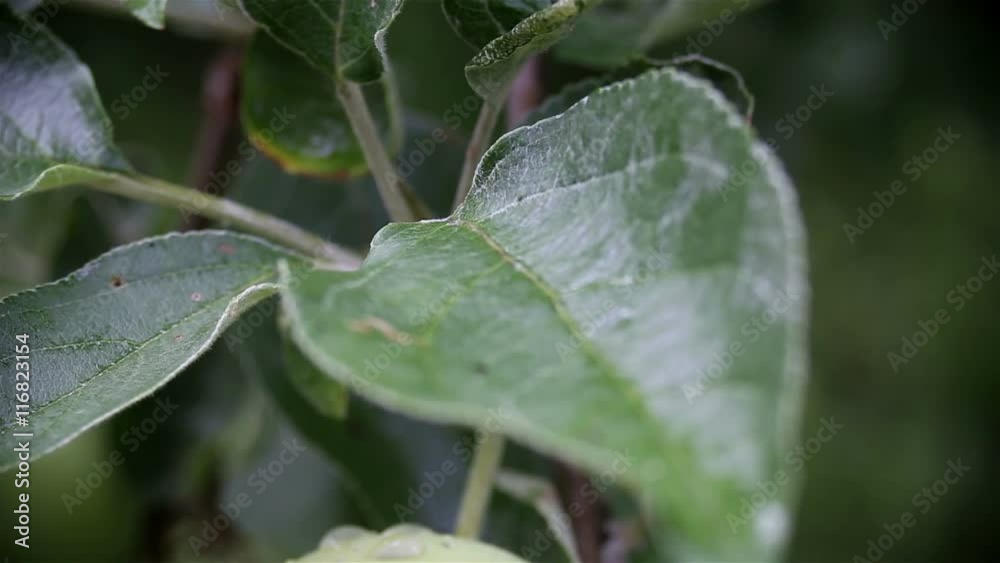 Raindrops on a gently swaying leaf after rain Raindrops on a gently swaying leaf after rain