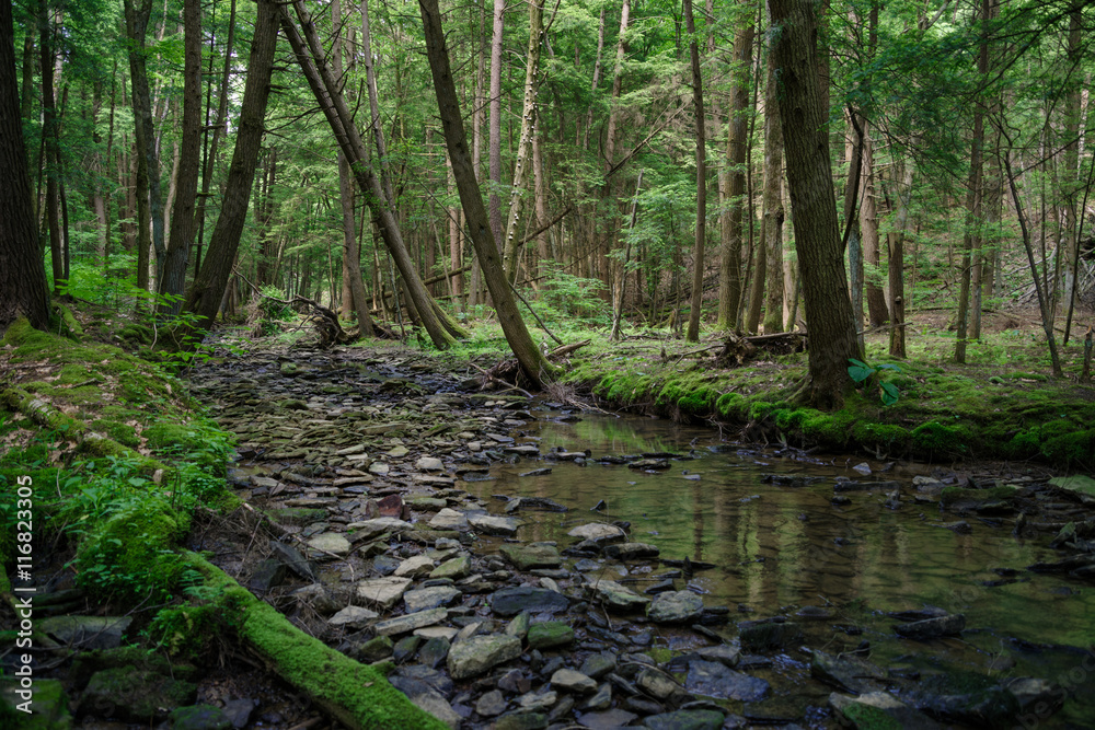 Obraz premium deep in the forest