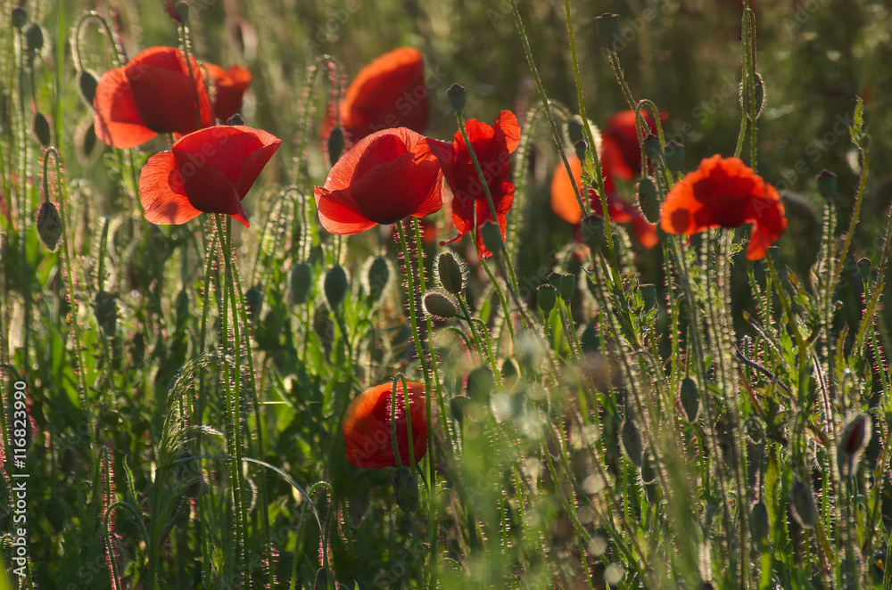 Obraz premium Gromada