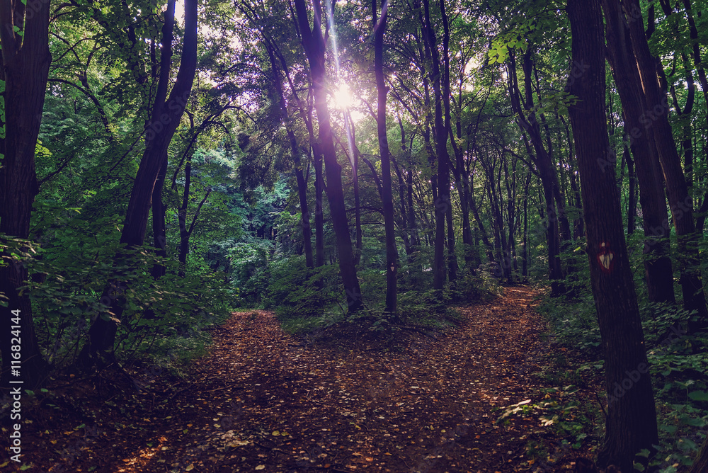 Obraz premium In the forest