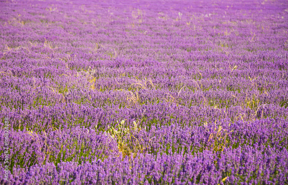 Beautiful landscape of blooming lavender field Beautiful landscape of blooming lavender field
