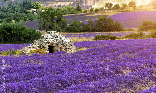 Fototapeta Naklejka Na Ścianę i Meble -  Beautiful landscape of blooming lavender field