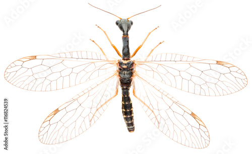 Snakefly Dichrostigma flavipes isolated on white background, dorsal view. photo