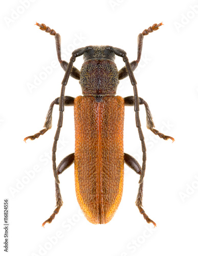 Longhorn beetle Anaesthetis testacea isolated on white background, dorsal view. photo