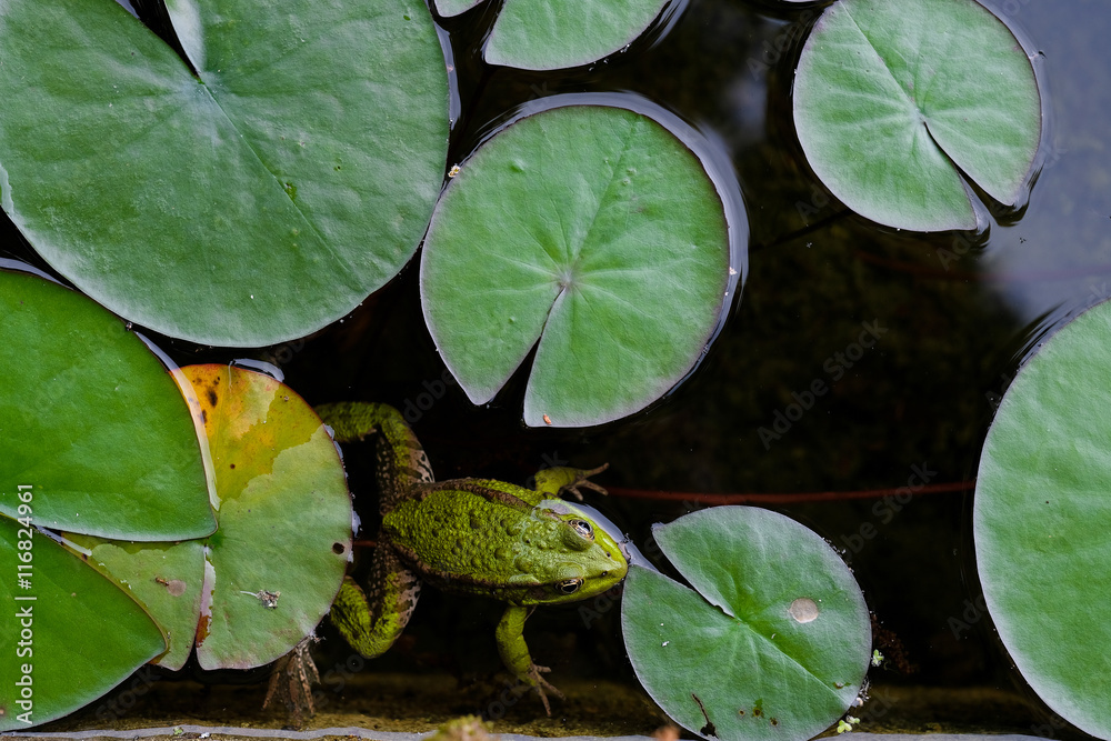 Fototapeta premium grenouille verte rainette nénuphare bassin parc eau amphibien p