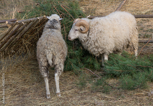 Sheep eat a pine tree in the paddock. Farm animals