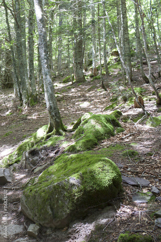 trees in the forest with stones and moss in the stones