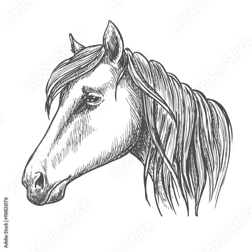 Riding horse head sketch for equine sport design