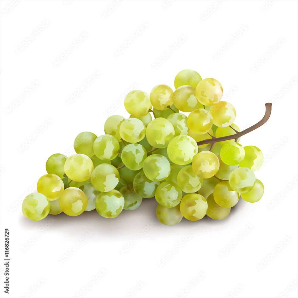 Ripe grape on white background. Vector illustration. 
